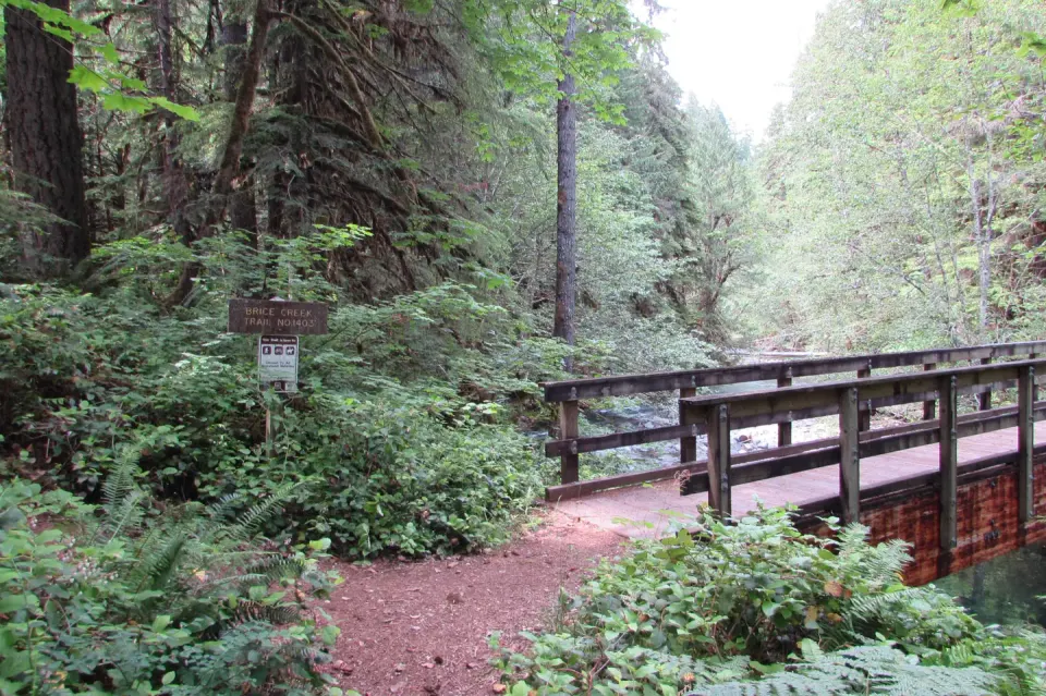 Brice Creek Trail Bridge