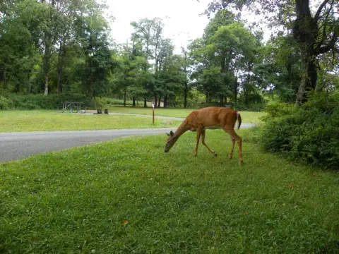 Shenandoah National Park recreation area