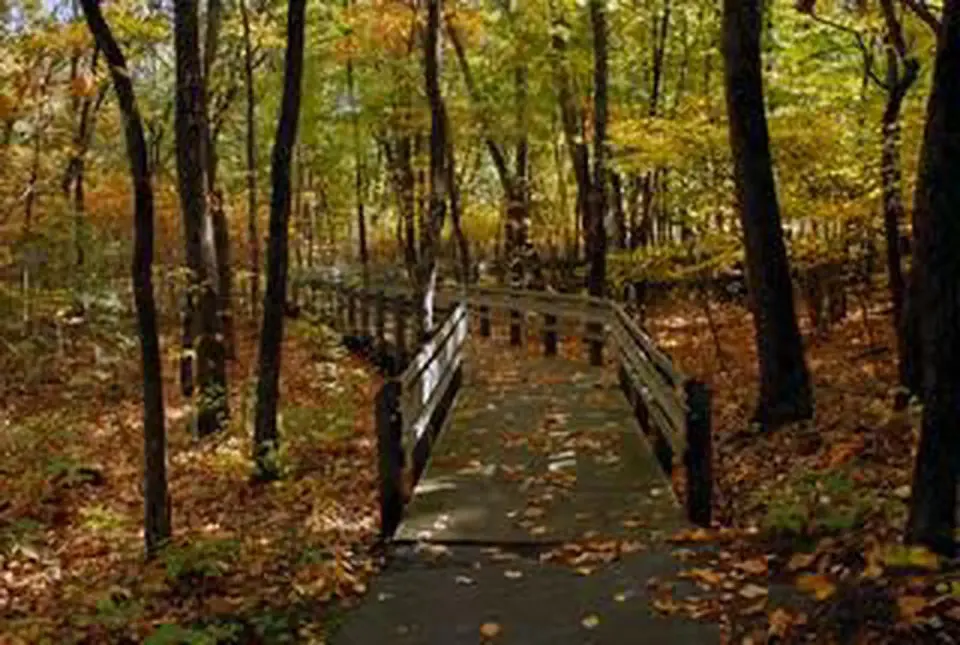Wooded trail in the fall.