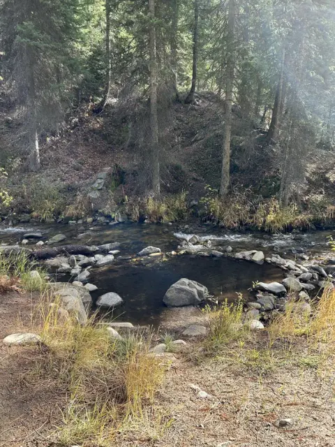Creek surrounded by trees, brush, and grass.