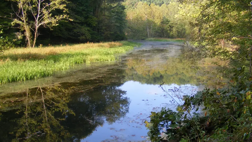 Still open water reflecting the green trees and grasses at it's edge around dusk