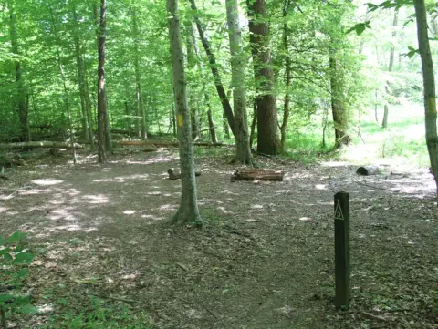 Area of cleared flat ground in the green forest near a meadow next to a wooden post labeled 3