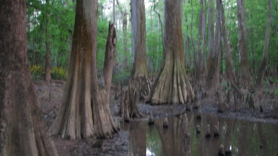 The endless wet terrain and wide Bald Cypress (Taxodium distichum) trees in Congaree National Park.