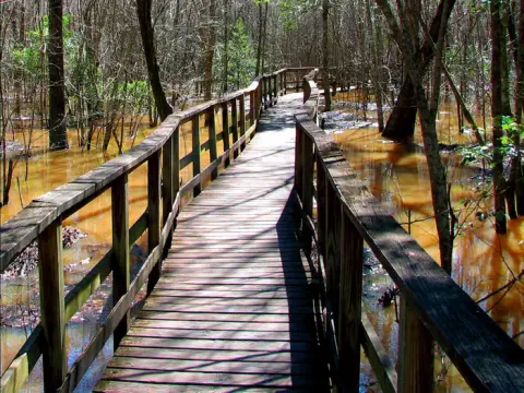 The boardwalk through Congaree National Park