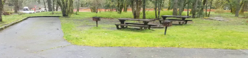 Campsites with picnic tables and grills amidst moss covered maples in the fog.