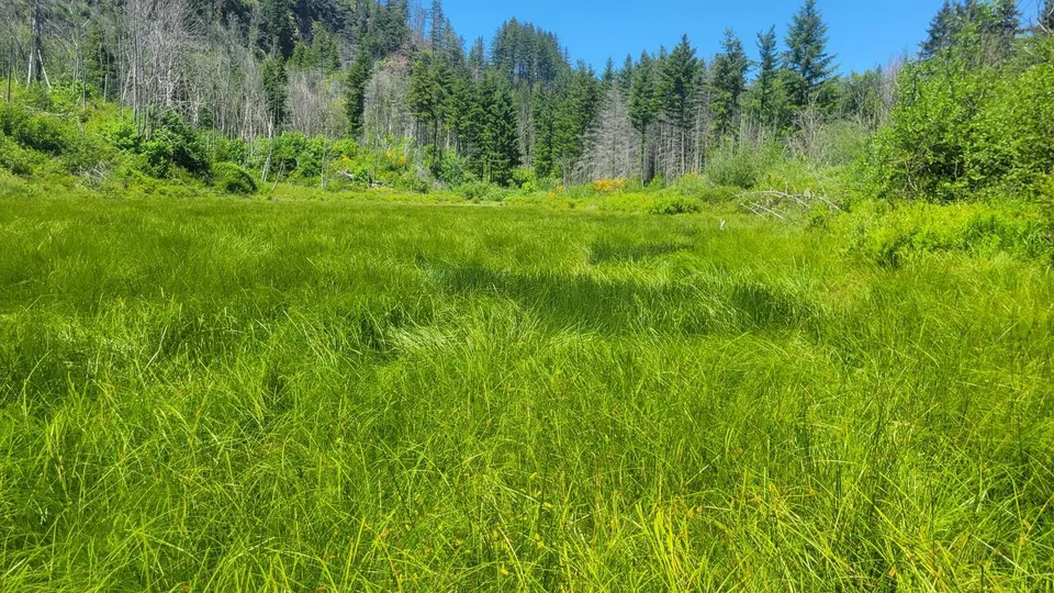 Aquila Vista wetland