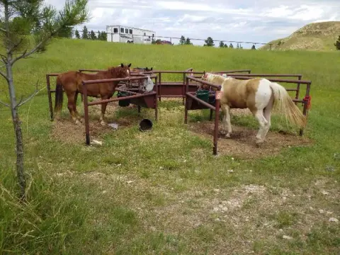 Horses using Feeder