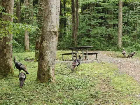 A Flock of Turkeys