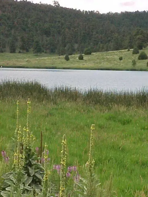 Quemado Lake near Juniper Campground