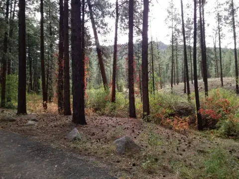 Vines with red leaves climb pine trees.