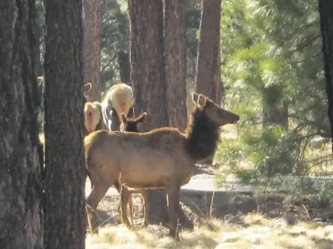 Apache-Sitgreaves National Forest recreation area