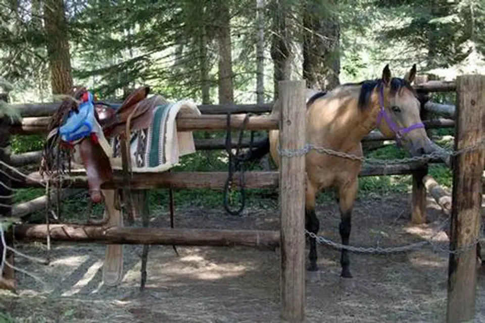 Saddle on corral railing in front of buckskin horse with purple halter looking toward camera.