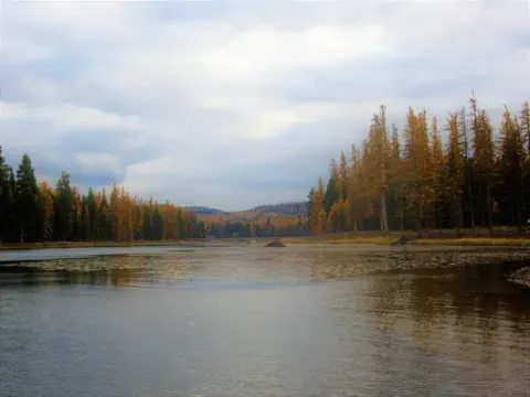 A photo of the outlet of Seeley Lake and the Clearwater River. The Western larch trees display their golden needles in Autumn.