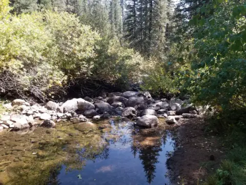 A calm creek reflects the forest scenery on its glassy surface.
