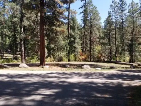 Pines dominate the roadside that runs through the campground.