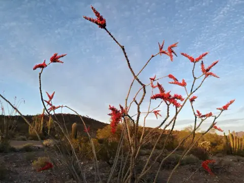 Organ Pipe Cactus National Monument recreation area