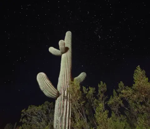 Night Sky at Organ Pipe Cactus National Monument with a saguaro.