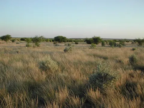 Grasses, cenizo bushes, and huisache trees catch morning sunlight along Spur 454 near the San Pedro campground.