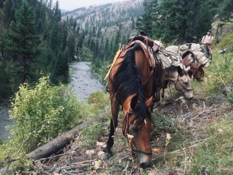 Horses carrying loaded packs on the NFJD River Trail