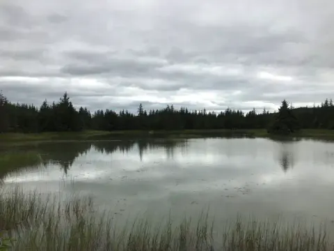 Pond View
