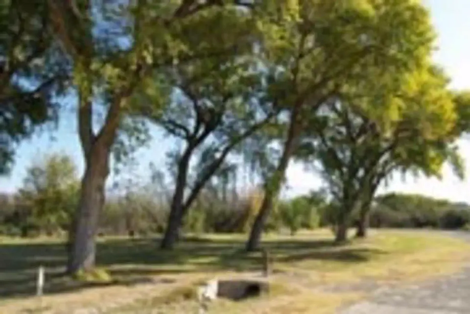 Large Cottonwood trees lining the group campsites with green grass