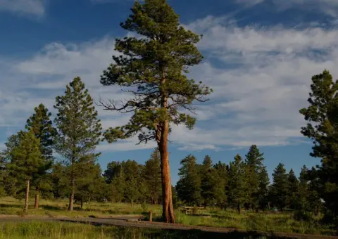 Ashley National Forest recreation area