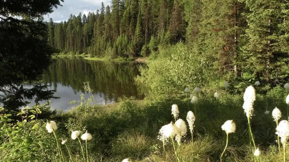 Lake Inez, Montana, looking northwest. Bear grass is blooming in the early summer.