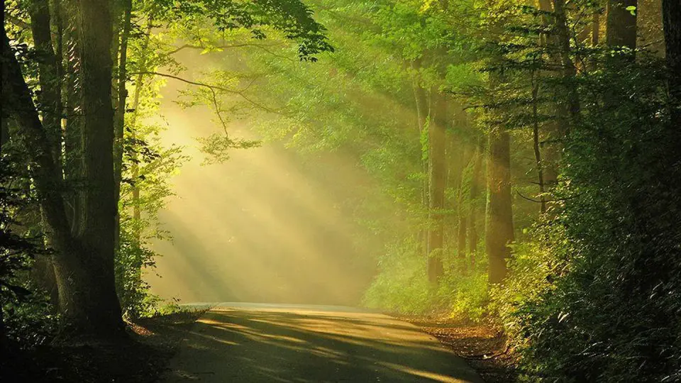 Sun streams through the trees over Balsam Mountain Road