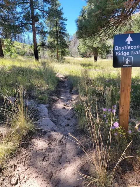A dirt-surfaced trail cuts through a field with tall grasses and pine trees. There is a sign saying "Bristlecone Ridge Trail."