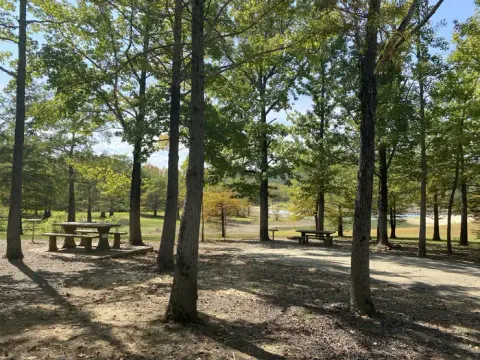 Picnic area sheltered between tall trees at a campground