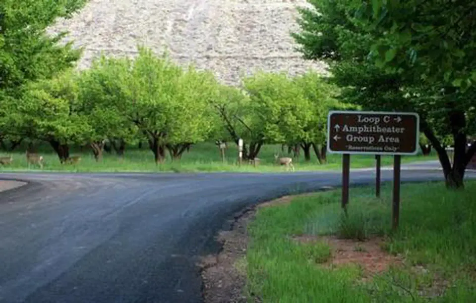 A paved road splits into two directions. The right split then again splits into two directions. Before the first split there is a brown sign reading as follows "Loop C *left arrow* Amphitheater *up arrow* Group Area *right arrow" in smaller print underneath "Group Area" is reads "Reservation only". There are many trees and a couple deer in the background.