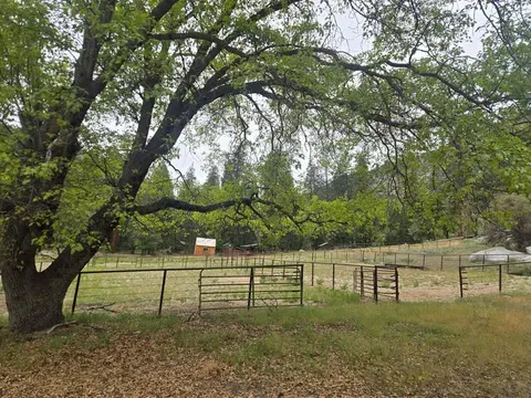 Large shade tree in the foreground with green leaves arching overhead. Beyond it is a fenced stock‑animal corral set in an open grassy area, with a small barn and pine forest in the background.