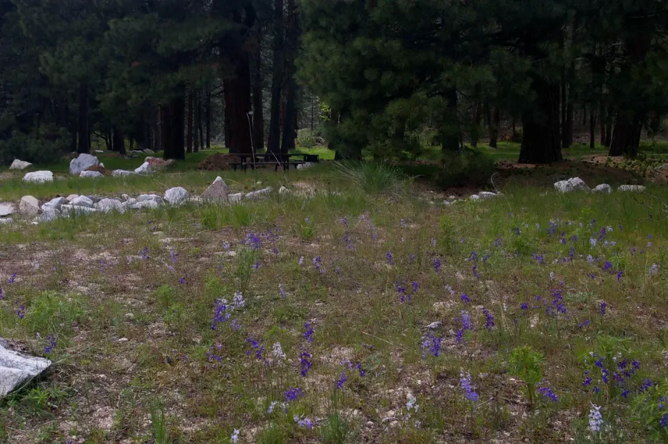 Grassy areas lead you to sites surrounded by pine trees with picnic tables, BBQ stand and tents pads.