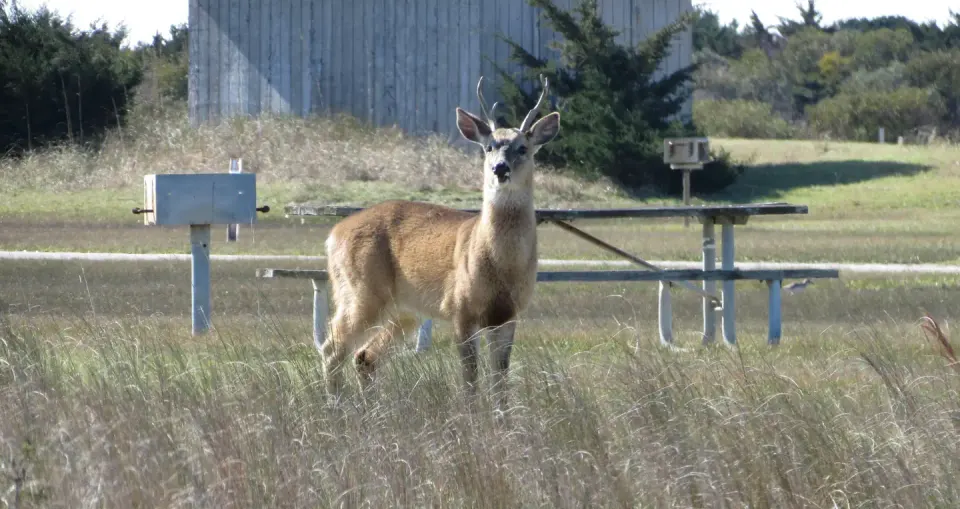 Deer enjoying the campground