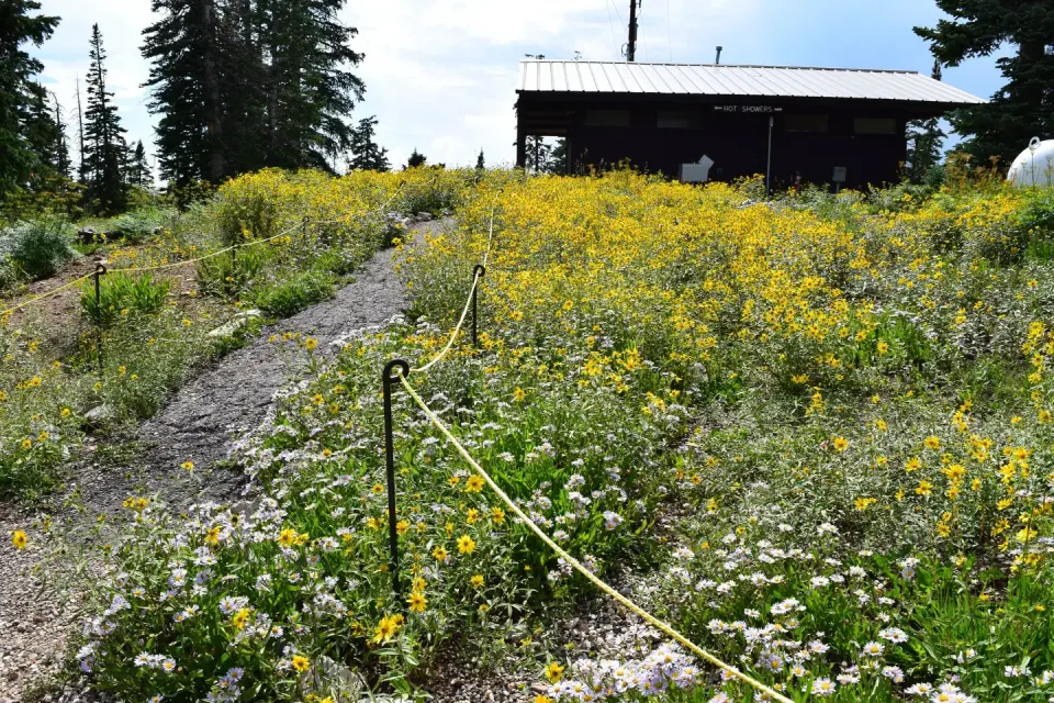 Path towards restroom building with yellow wildflowers.