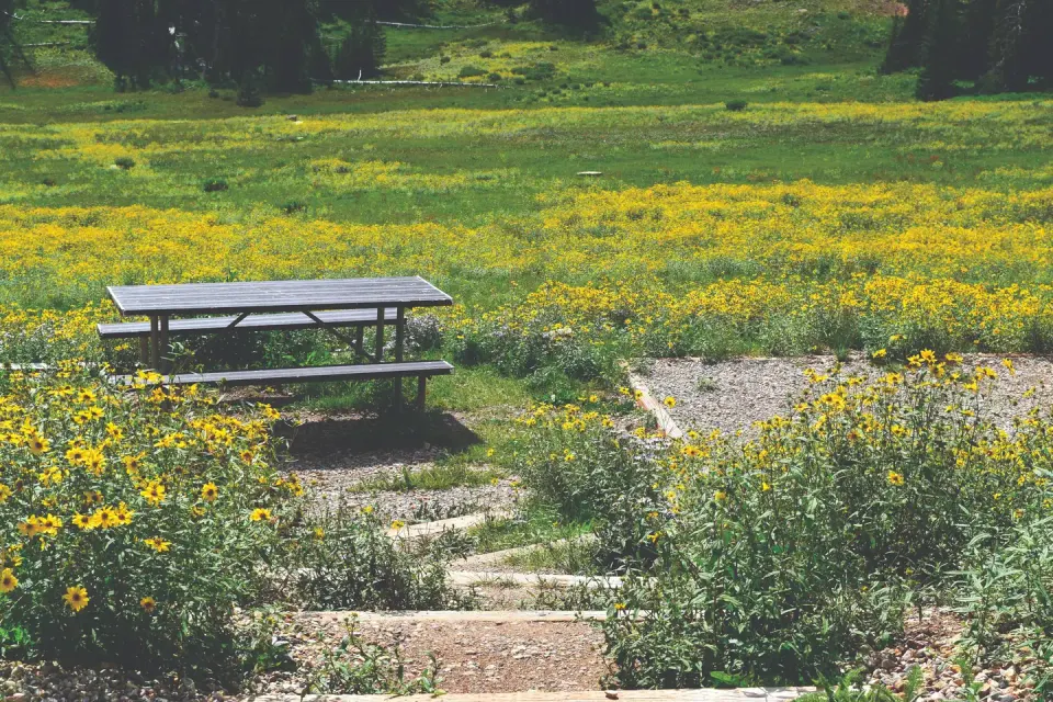 Path leading down to a picnic table, tent pad and meadow of flowers.