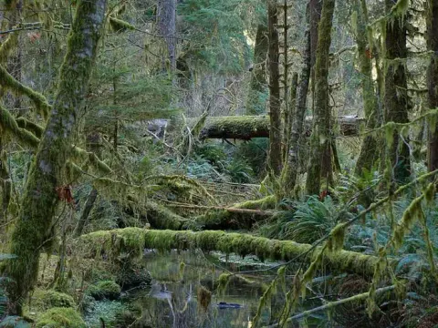 Moss covered trees in the rainforest. Several of the trees have fallen across a small creek.