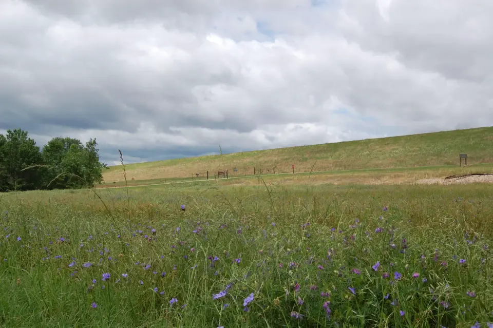 Wildflower Fields