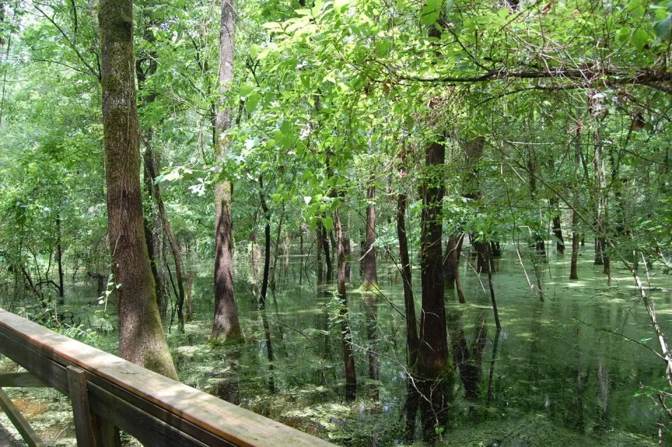 Beard's Lake Nature Bridge