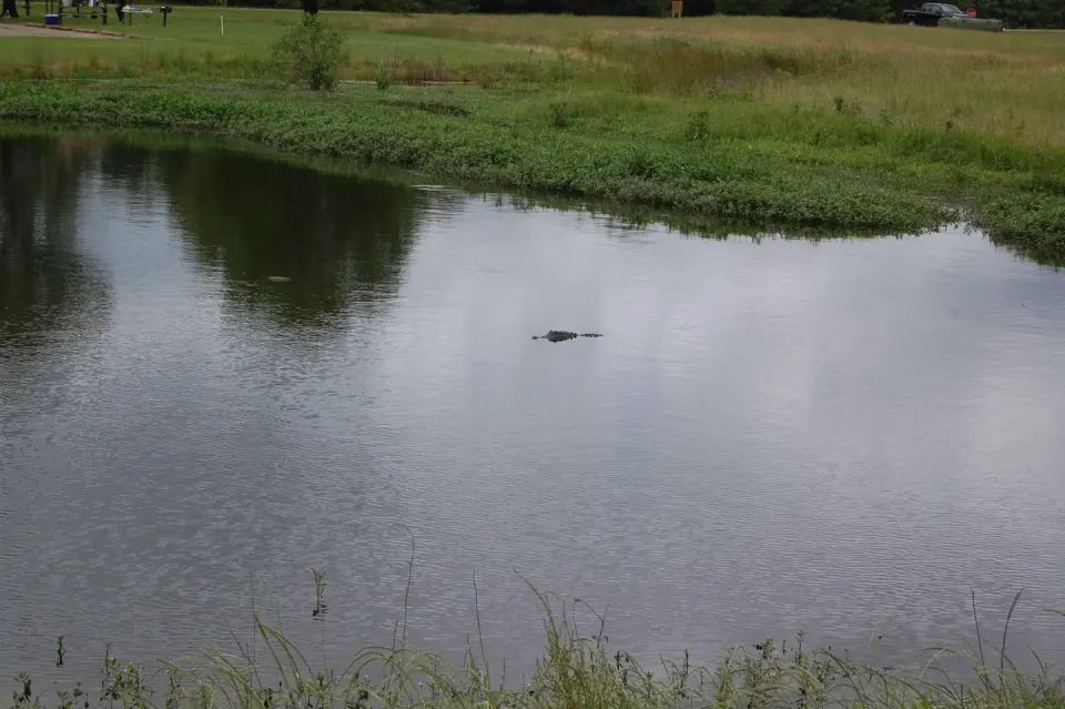 Beard's Lake Gators