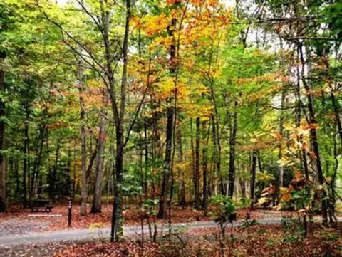 Empty campsites along a paved roadway in a fall forest