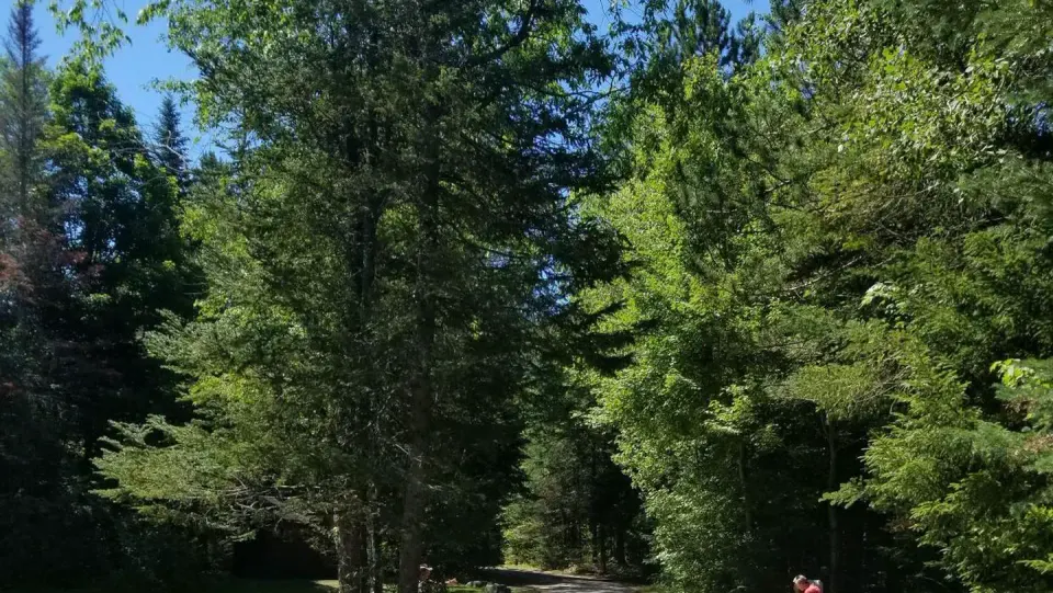 SUGARLOAF 2