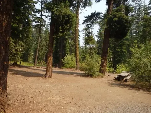 Pine Needle Group Site
