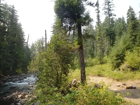 Pine Needle