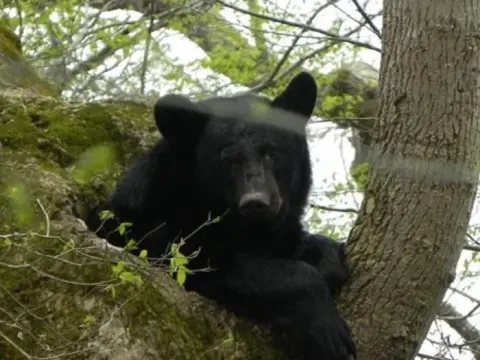 Black Bear