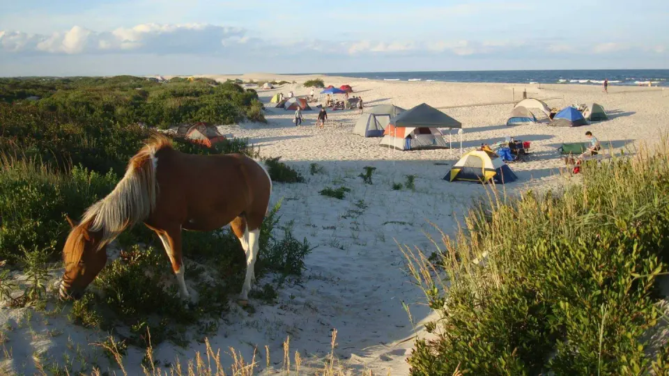 A wild horse grazes near the campground