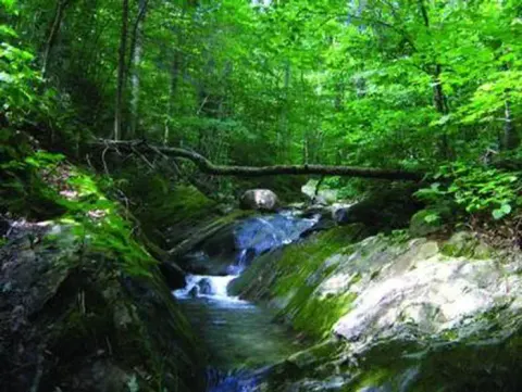 CHITTENDEN BROOK