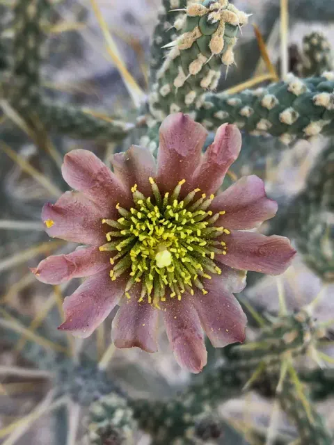 Ryan Campground Cactus
