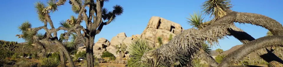 Ryan Campground at Joshua Tree National Park