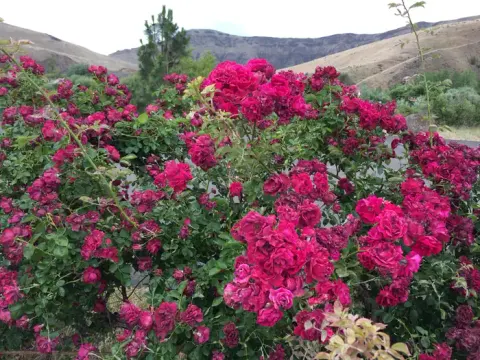 Roza roses